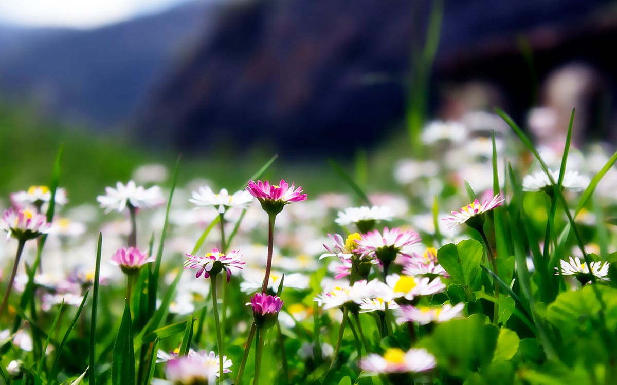 Margaritas en el campo