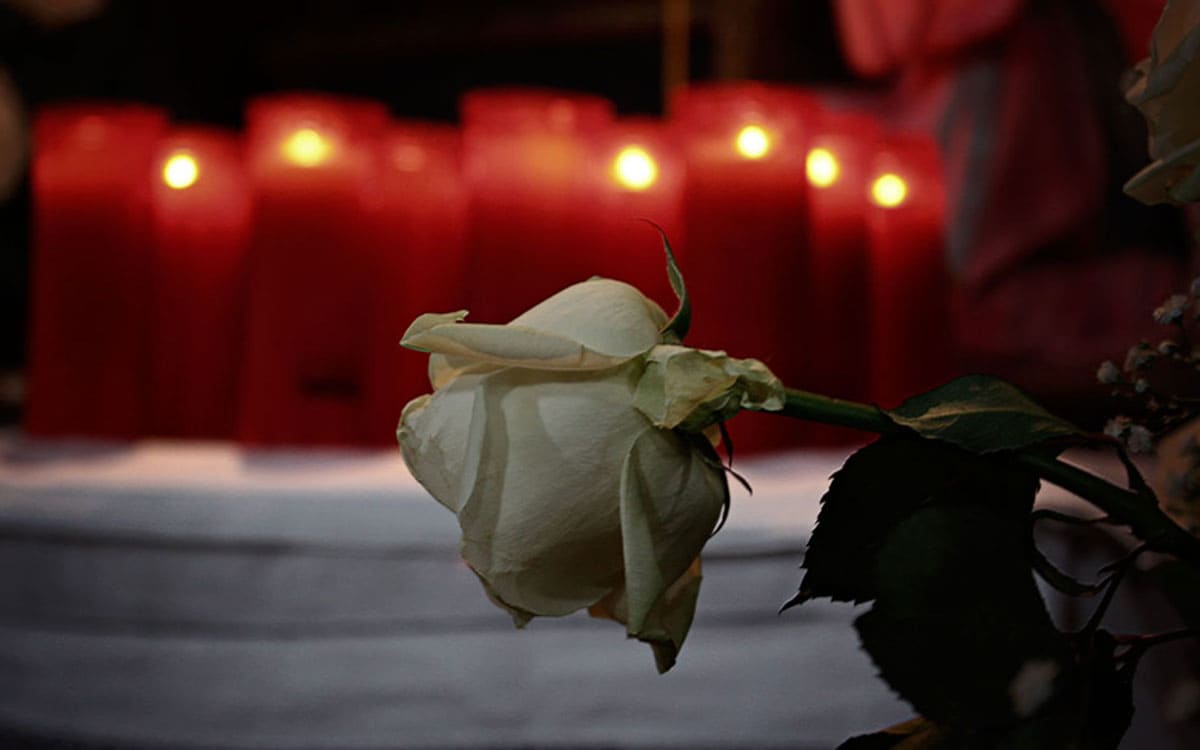 Rosa blanca marchita