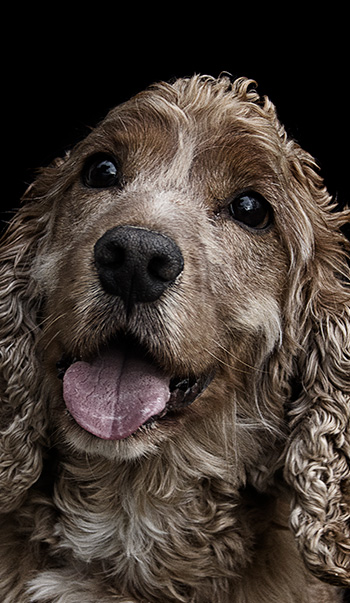 Fotografía de mascotas, Cocker