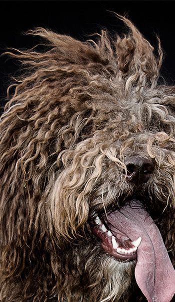 Fotografía de mascotas, Perro de aguas
