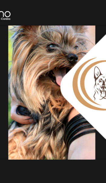Diseño y programación de sitio web para centro canino